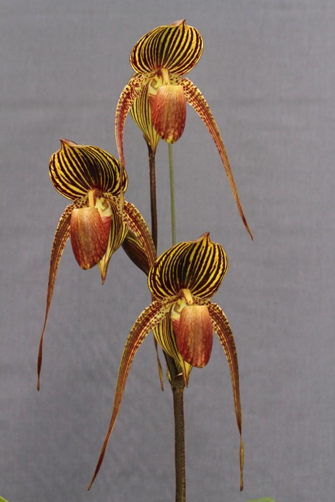 Paphiopedilum Johanna Burkhardt - photo 2