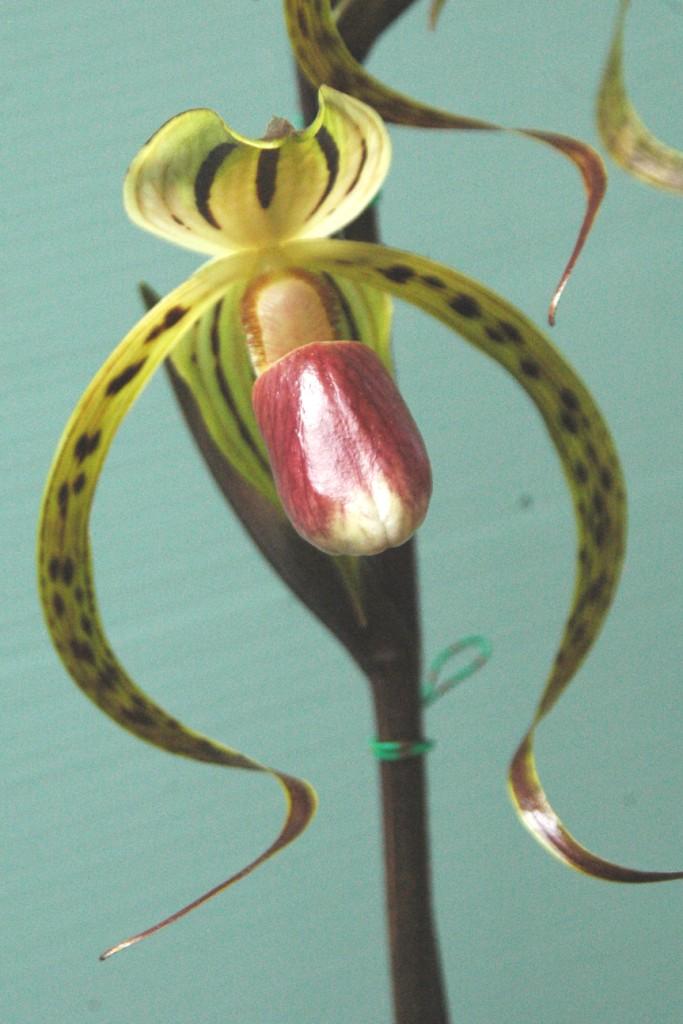 Paph Memoria Joan Levy