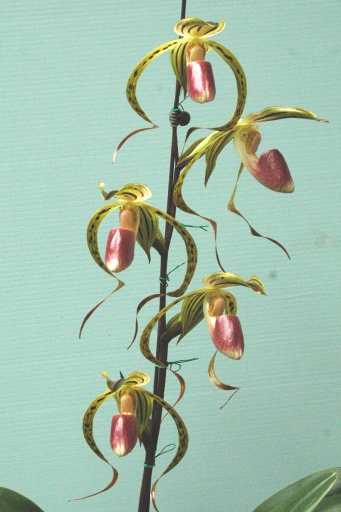 Paphiopedilum Memoria Joan Levy - photo 2