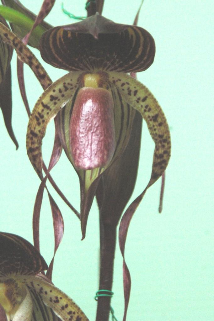 Paph Shih-Yueh Eagle