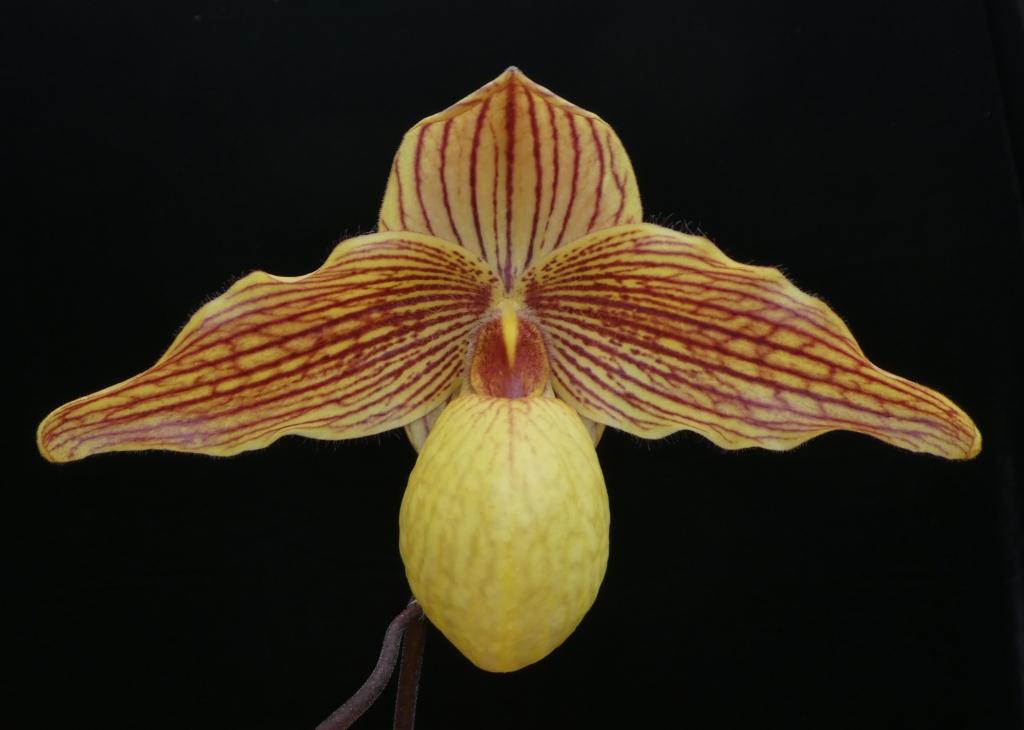 Paph Dollgoldi