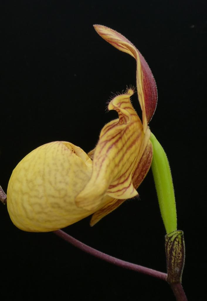 Paphiopedilum Dollgoldi - photo 2