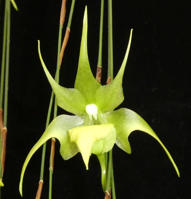 Aerth Hsinying Ramosa