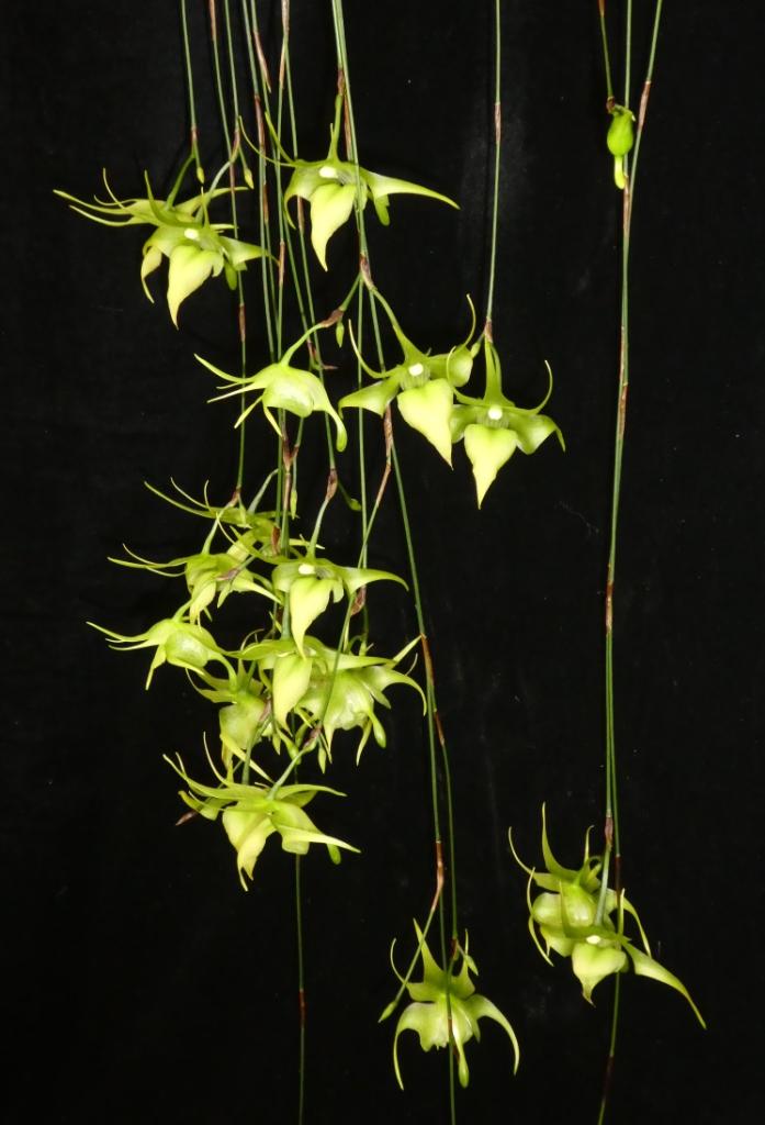 Aeranthes Hsinying Ramosa - photo 2