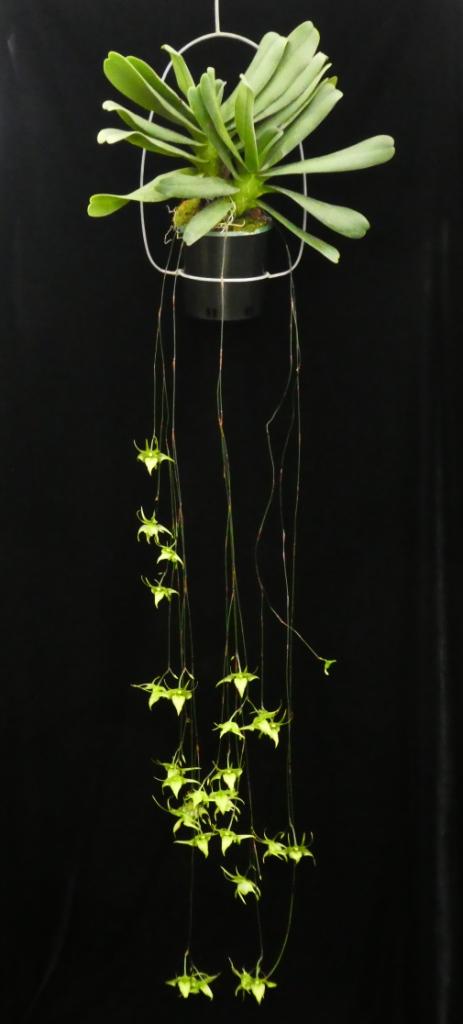 Aerth Hsinying Ramosa