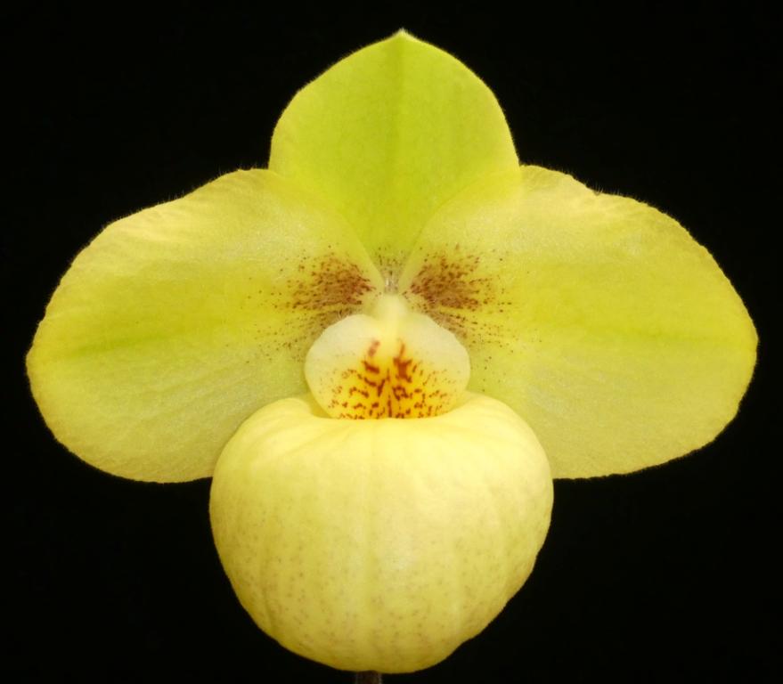 Paph Golden Goblet