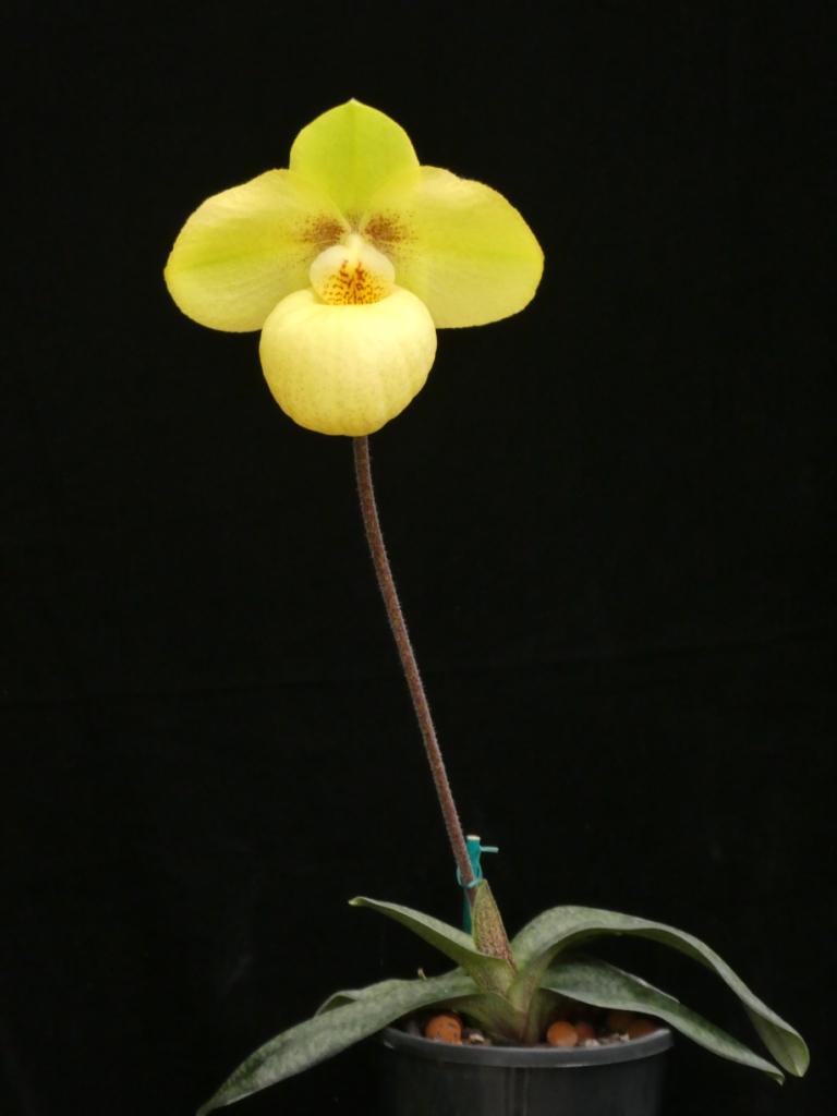Paphiopedilum Golden Goblet - photo 2