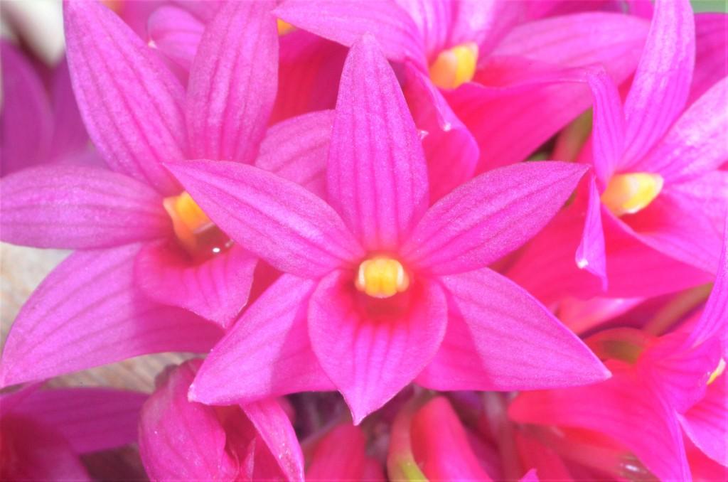 Dendrobium goldschmidtianum