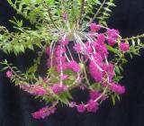 Dendrobium goldschmidtianum