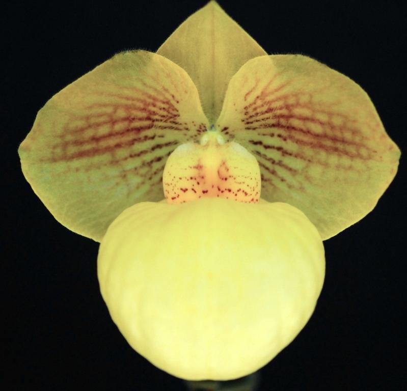Paph Fumi's Delight