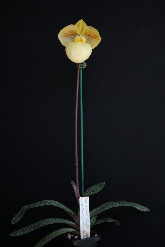 Paphiopedilum Fumi's Delight - photo 2