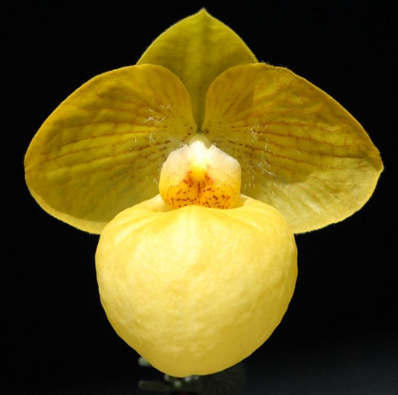Paph Fumi's Delight