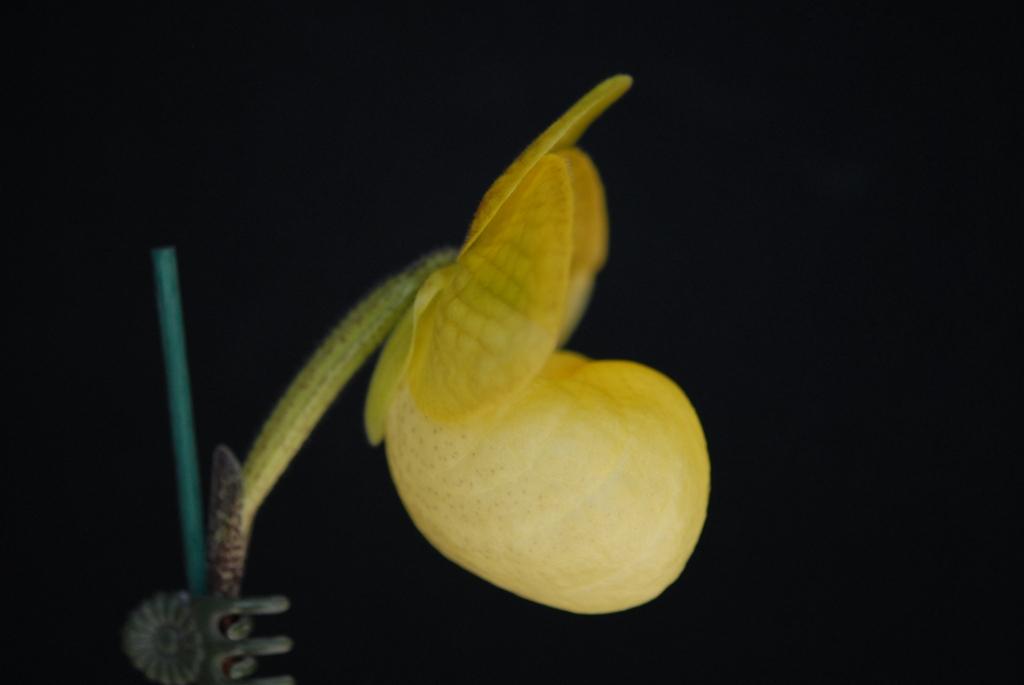 Paphiopedilum Fumi's Delight - photo 2