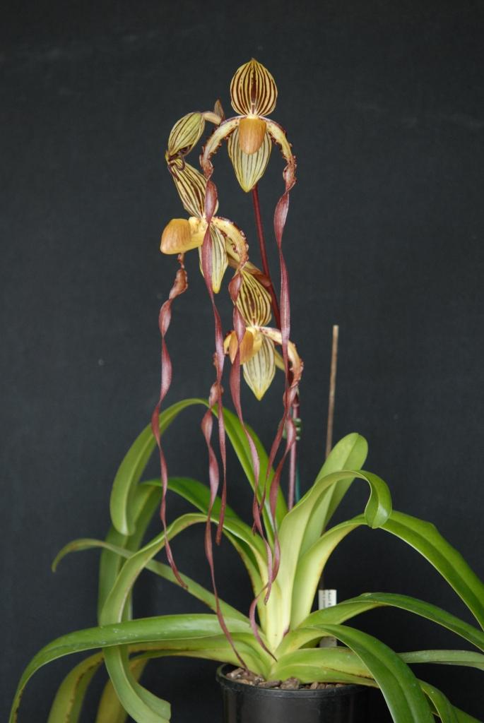 Paph Michael Kooperwitz
