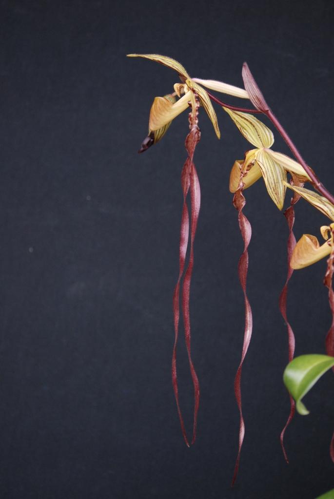 Paphiopedilum Michael Kooperwitz - photo 2