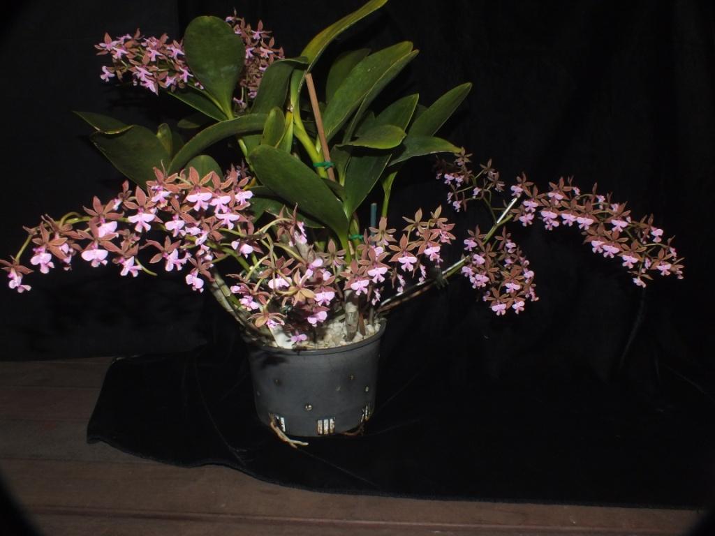 Epidendrum stamfordianum