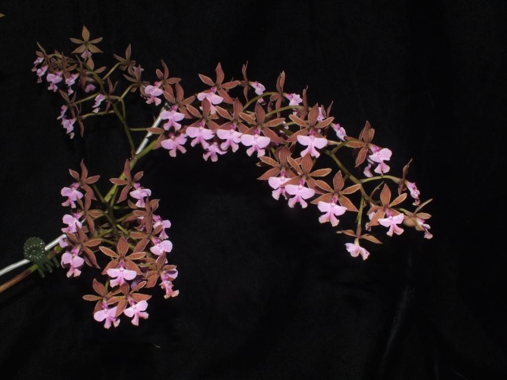 Epidendrum stamfordianum - photo 2
