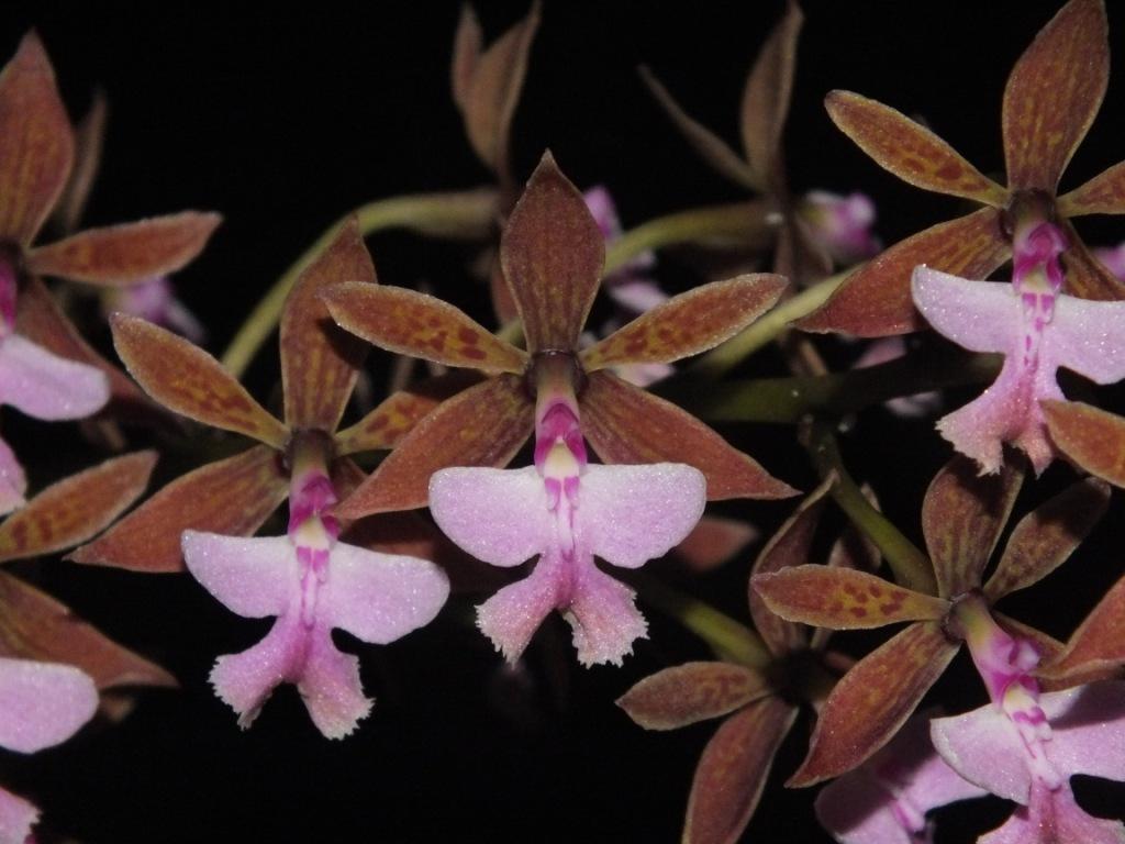Epidendrum stamfordianum