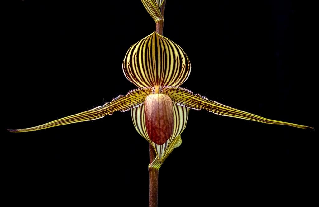 Paphiopedilum rothschildianum