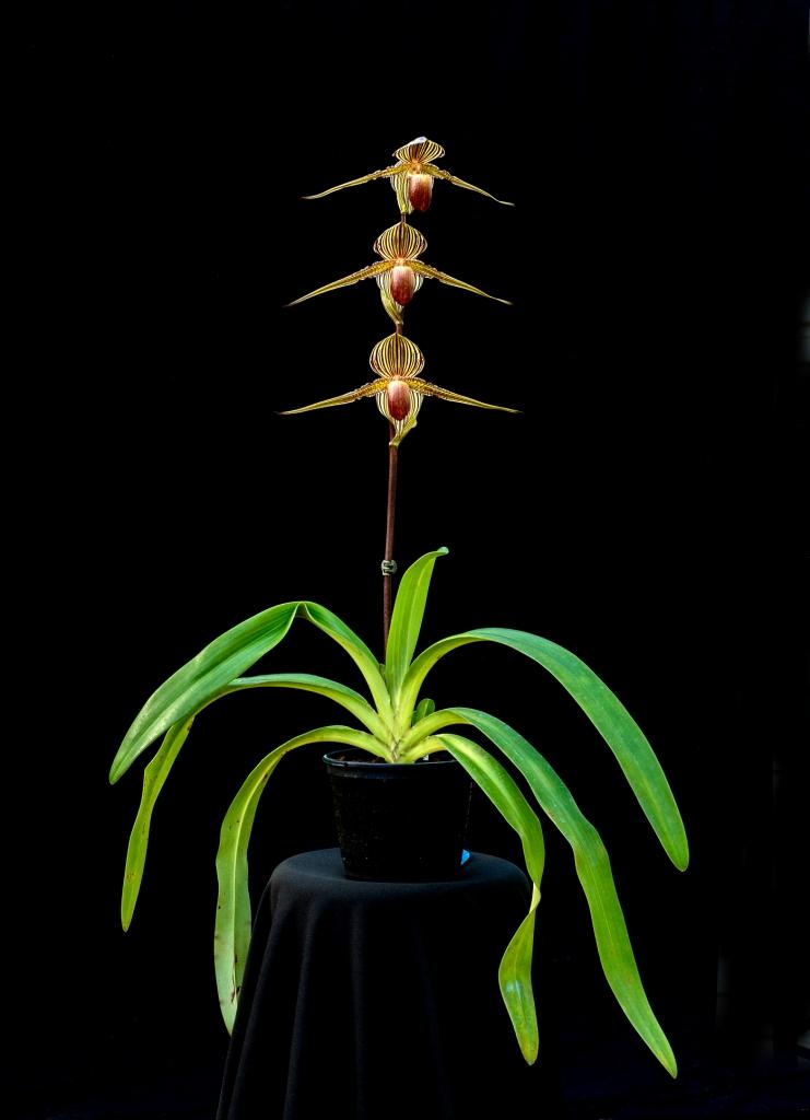 Paphiopedilum rothschildianum - photo 2