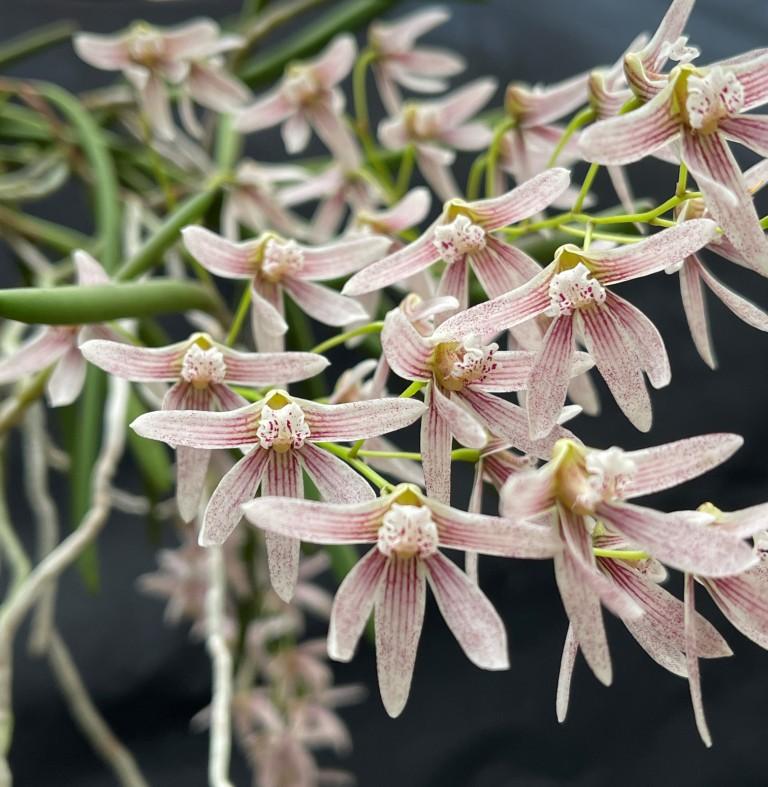 Dendrobium Amphion Aglaea - photo 2