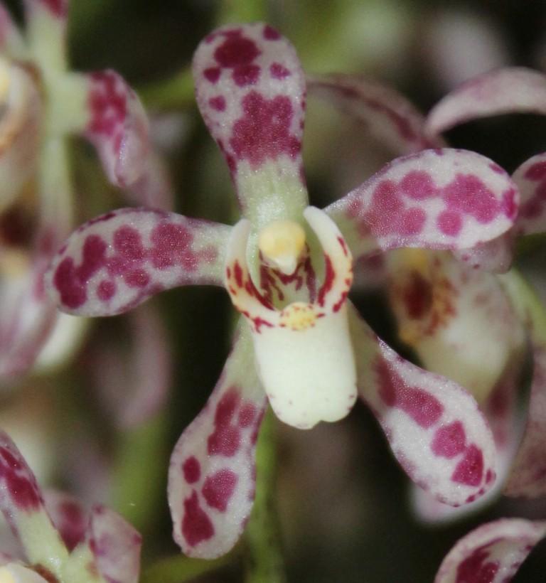 Prschs Memoria Iris Pendle