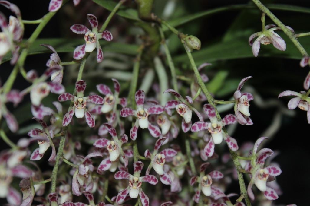 Peristerchilus Memoria Iris Pendle - photo 2