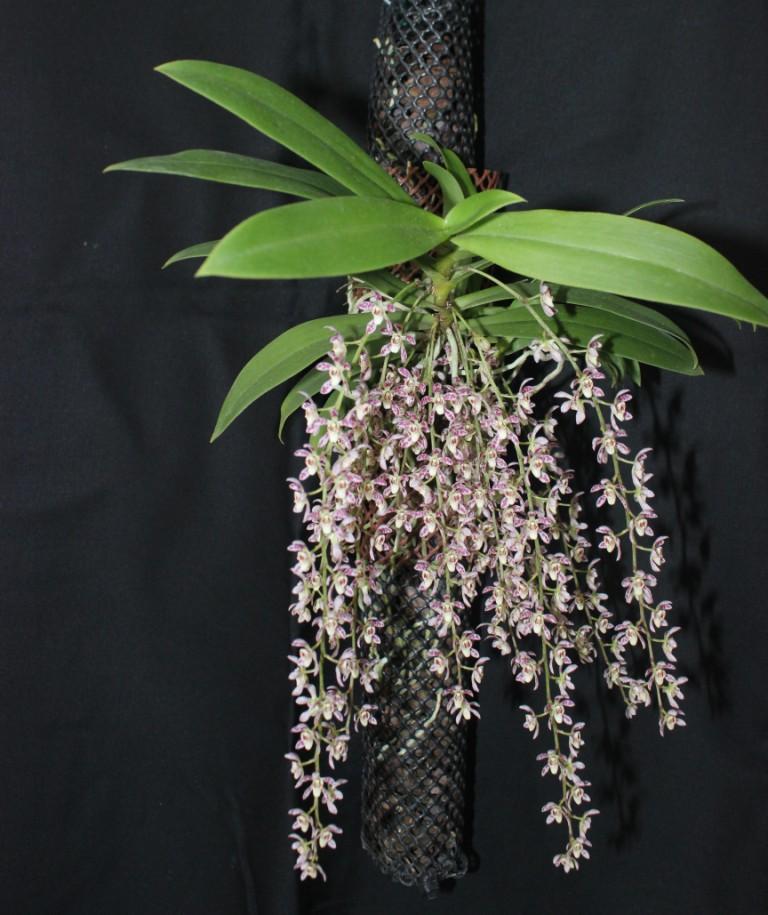 Prschs Memoria Iris Pendle