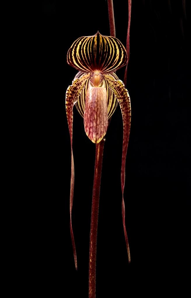 Paph Johanna Burkhardt