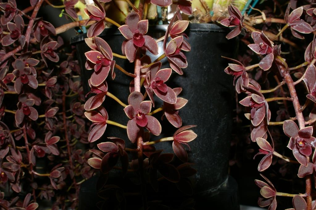 Cymbidium Little Beauty - photo 2