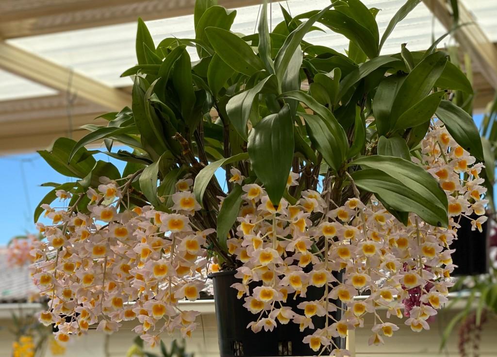 Den Rum City Spectacle