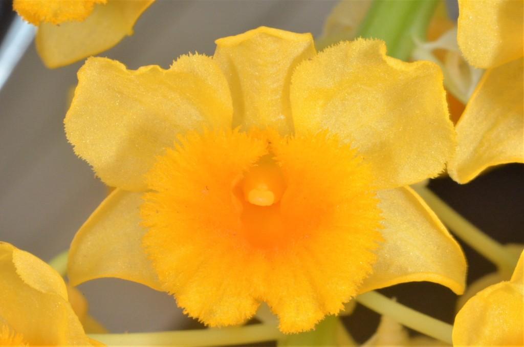 Dendrobium densiflorum