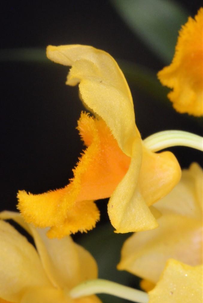 Dendrobium densiflorum - photo 2
