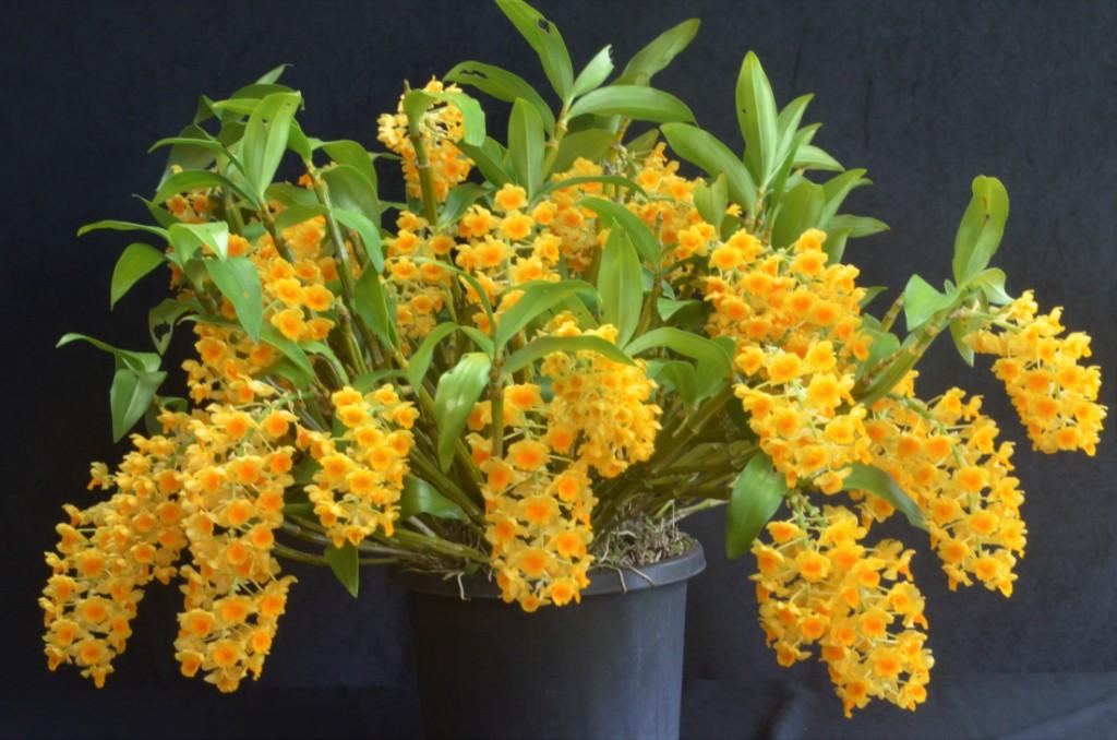 Dendrobium densiflorum