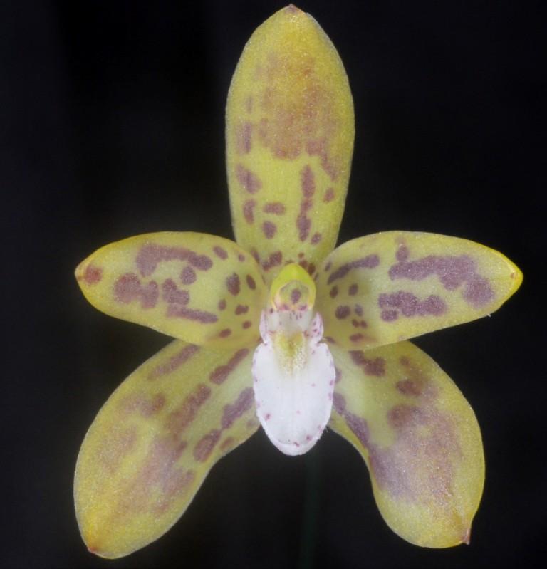 Cymbidium canaliculatum