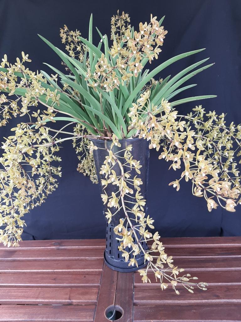 Cymbidium canaliculatum