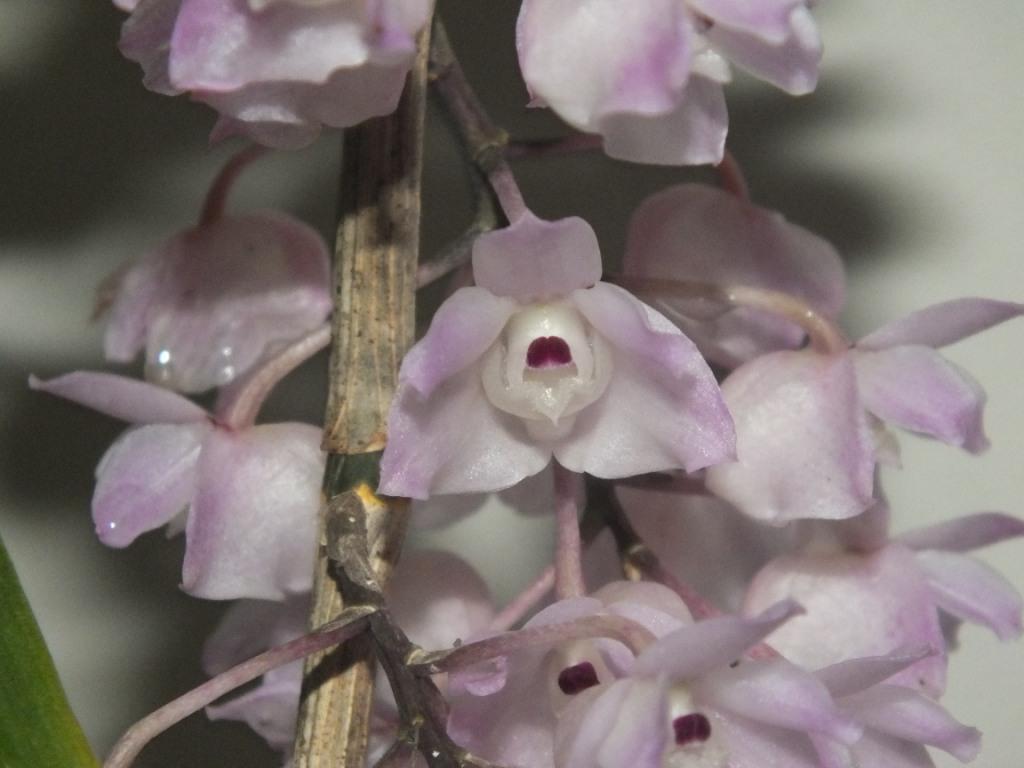 Dendrobium linguella