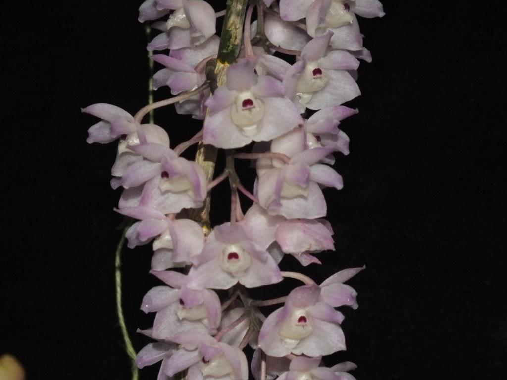 Dendrobium linguella - photo 2