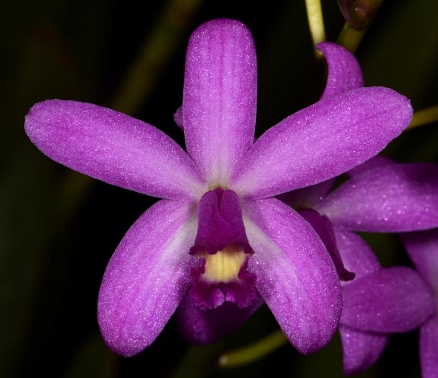 Cattleya rupestris