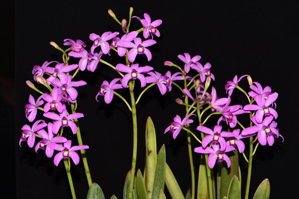 Cattleya rupestris - photo 2