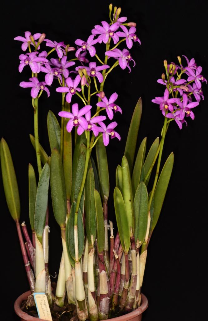 Cattleya rupsetris