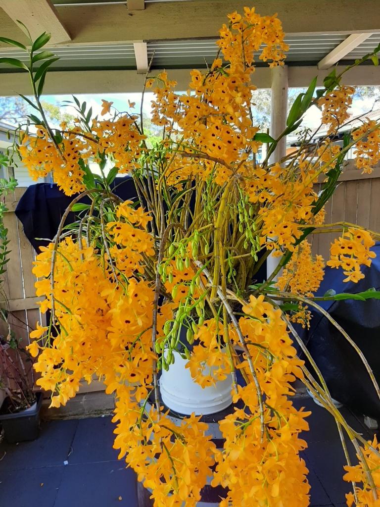 Dendrobium fimbriatum