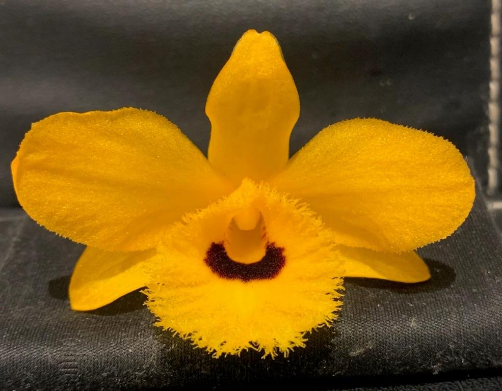 Dendrobium fimbriatum - photo 2