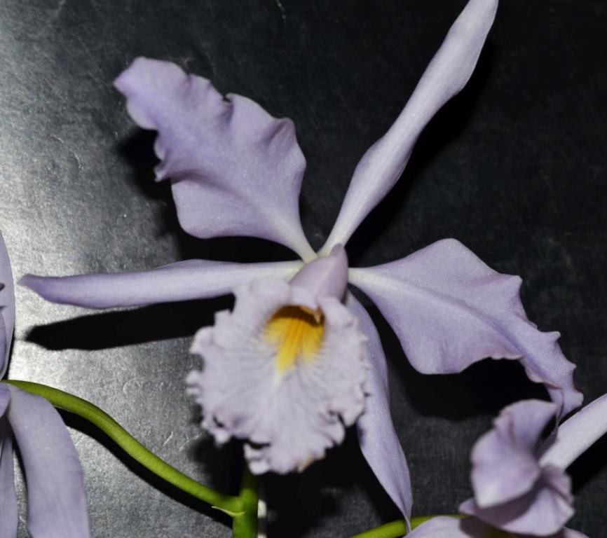 Cattleya maxima