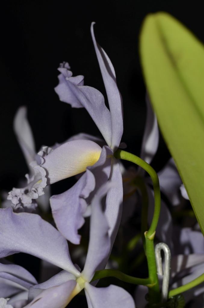 Cattleya maxima - photo 2