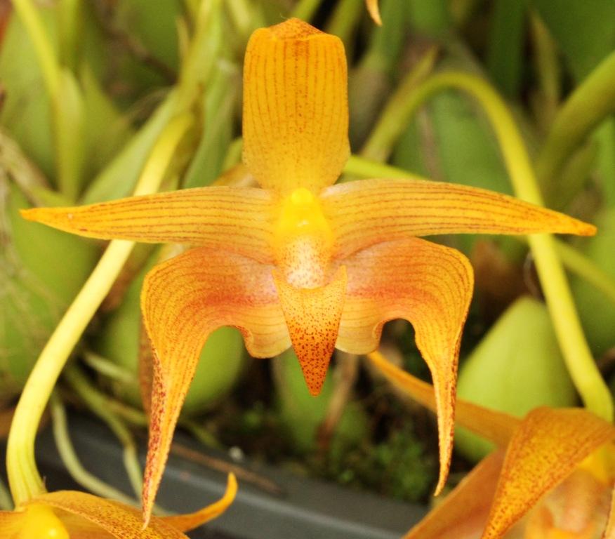 Bulbophyllum lobbii subsp. boreoborneense - photo 2