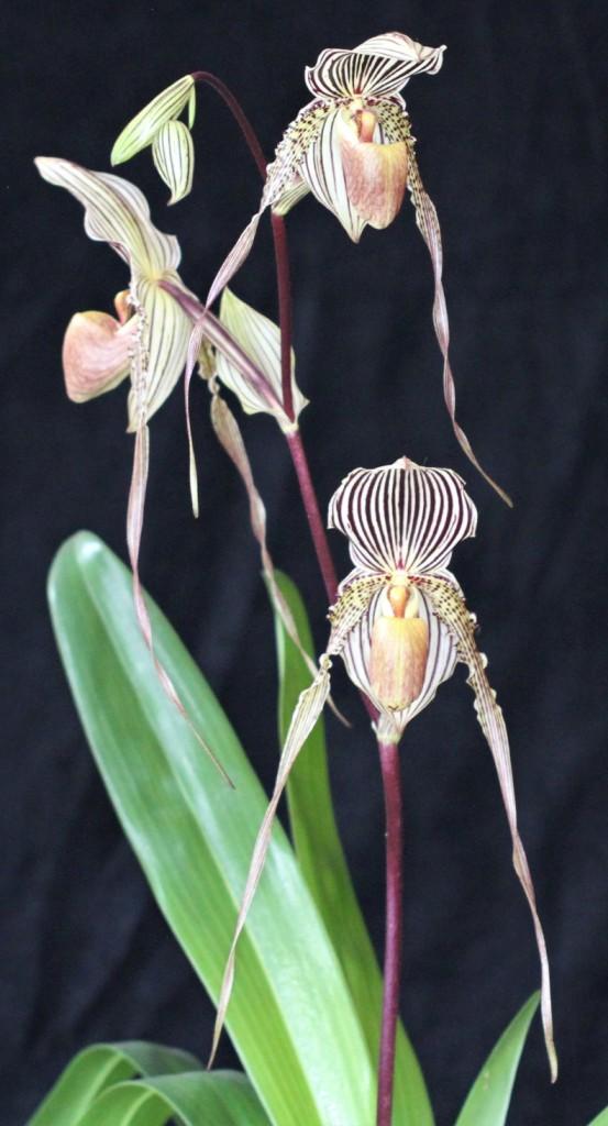 Paph Saint Swithin