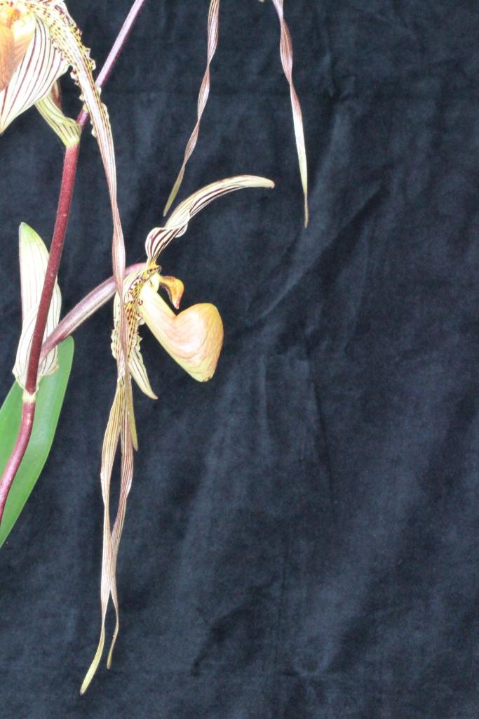 Paphiopedilum Saint Swithin - photo 2