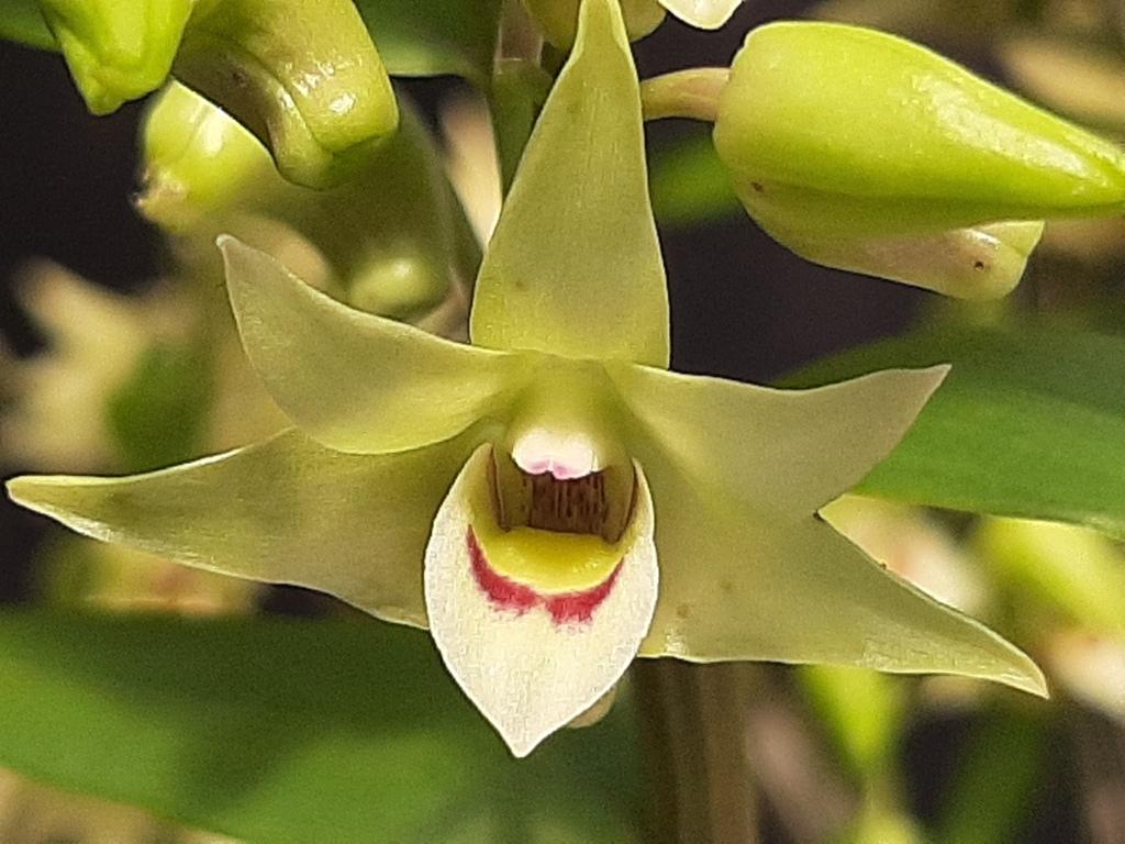 Dendrobium officinale