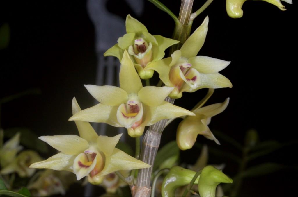 Dendrobium officinale - photo 2